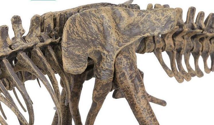 新入荷 生き物 70cm ティラノサウルス レックス ジュラシック 大恐竜 化石 骨 モデルキット プラモデル キット 組み立て式_画像7