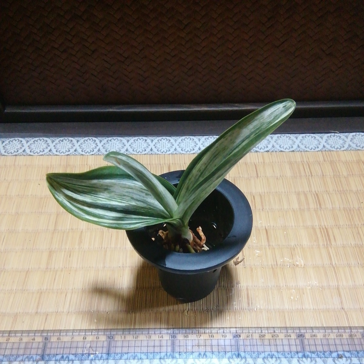 オモト 千代田の松　縁起物　観葉植物　徳川家康_画像1