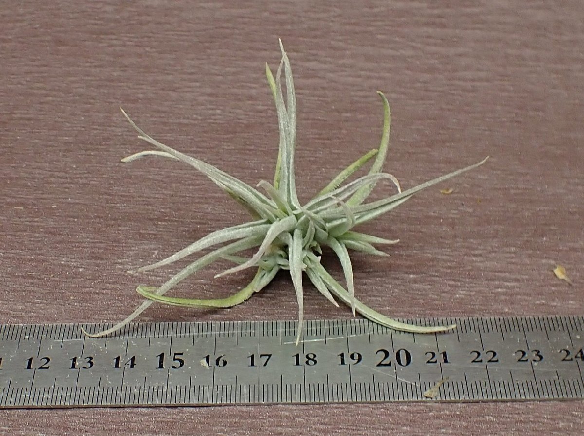 Tillandsia toropiensis チランジア・トロピエンシス★エアプランツEP★第四種送料別途★税別1円～!!_画像3