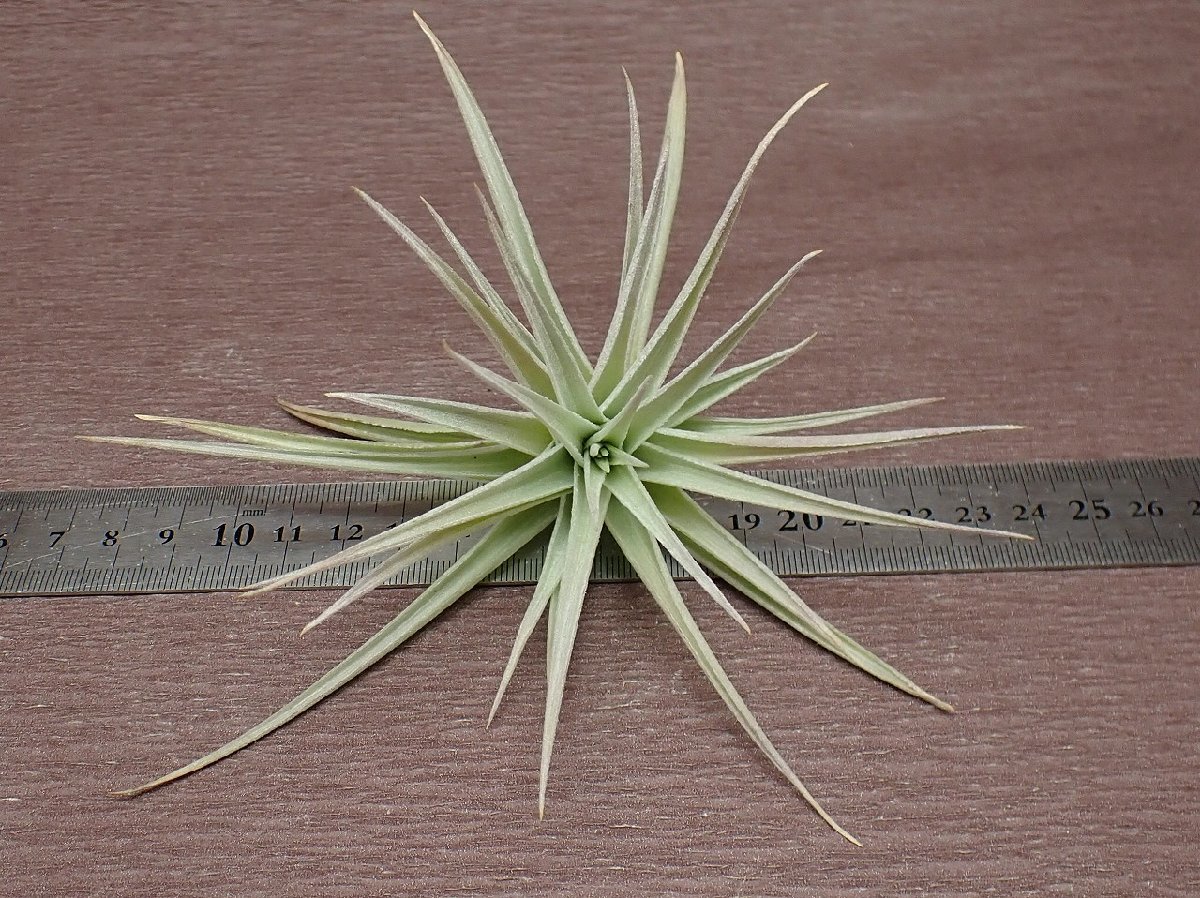 Tillandsia jucunda チランジア・ジュクンダ★エアプランツEP★第四種送料別途★税別1円～!!_画像3