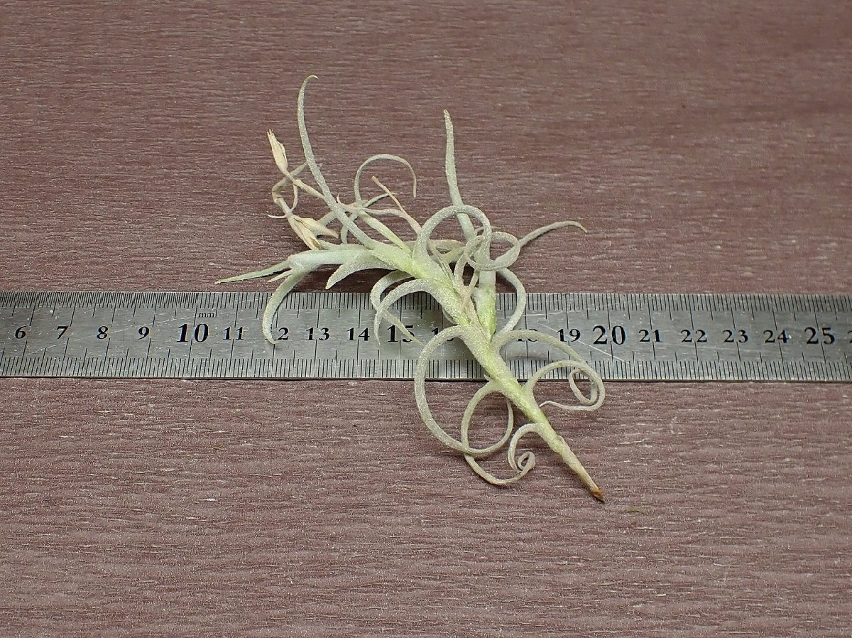 Tillandsia mollis x T.crocata チランジア・モリスxクロカータ■エアプランツPR★第四種送料別途★税別1円～!!_画像2