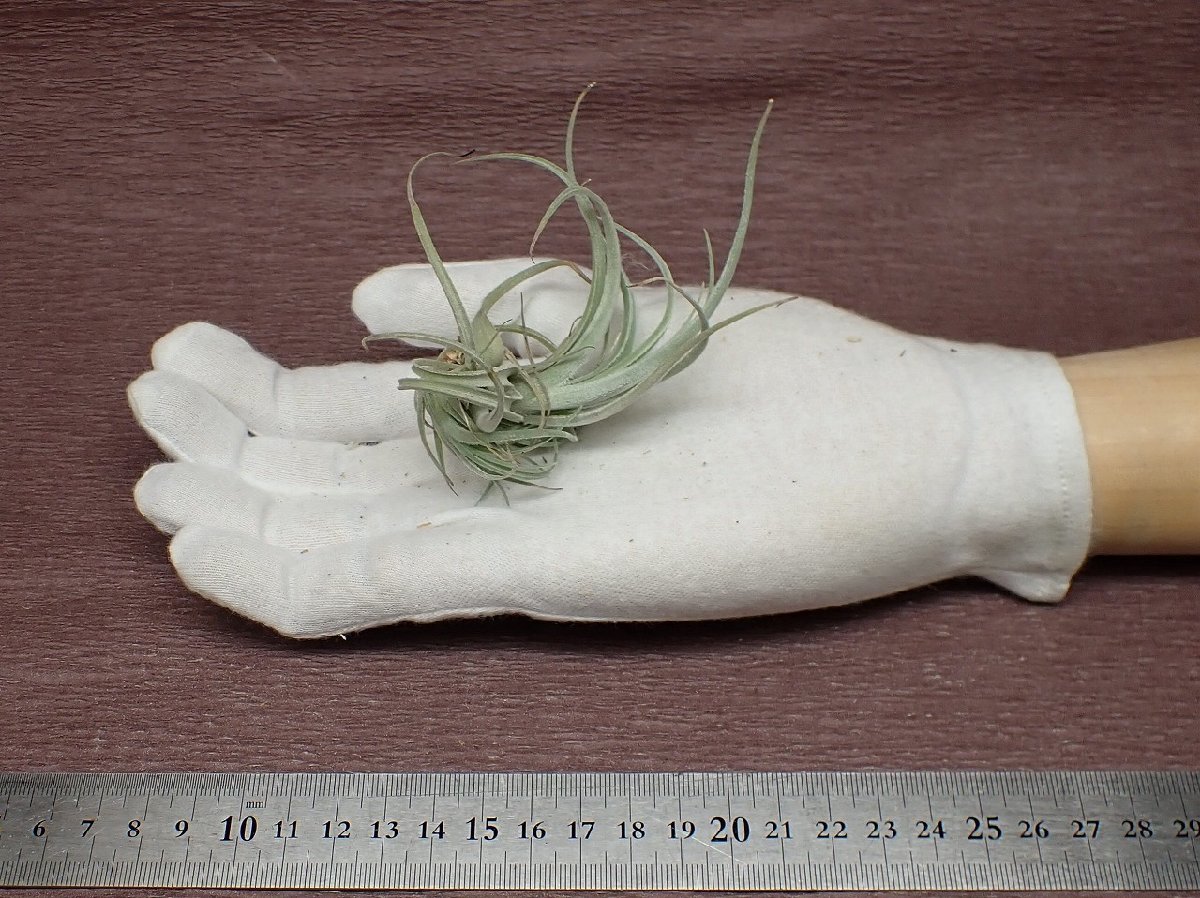 Tillandsia lorentziana チランジア・ロレンジアナ★エアプランツRF★第四種送料別途★税別1円～!!_画像1