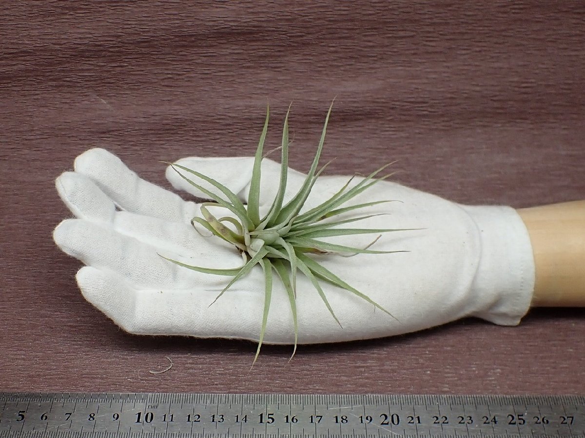 Tillandsia 'Redy's Best' チランジア レディズベスト●エアプランツRF★第四種送料別途★税別1円～!!_画像1