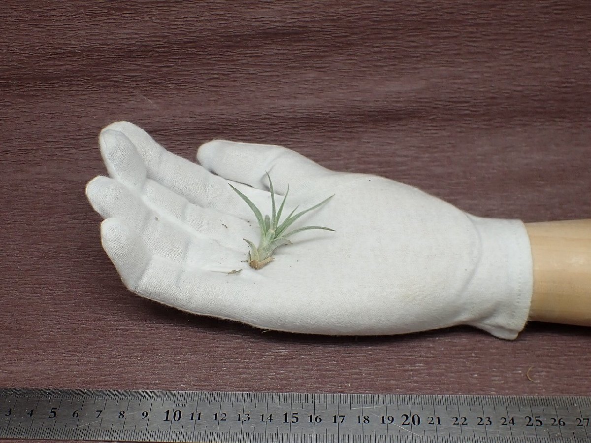 Tillandsia chiapensis チランジア・チアペンシス■エアプランツTI★第四種送料別途★税別1円～!!_画像1