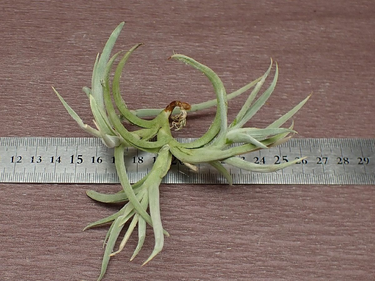 Tillandsia myosura giant form チランジア・ミオスラ ジャイアントフォーム★エアプランツPR★第四種送料別途★税別1円～!!_画像3