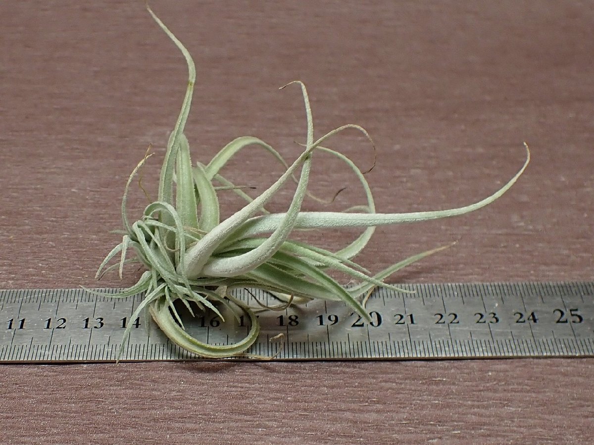 Tillandsia lorentziana チランジア・ロレンジアナ★エアプランツRF★第四種送料別途★税別1円～!!_画像3