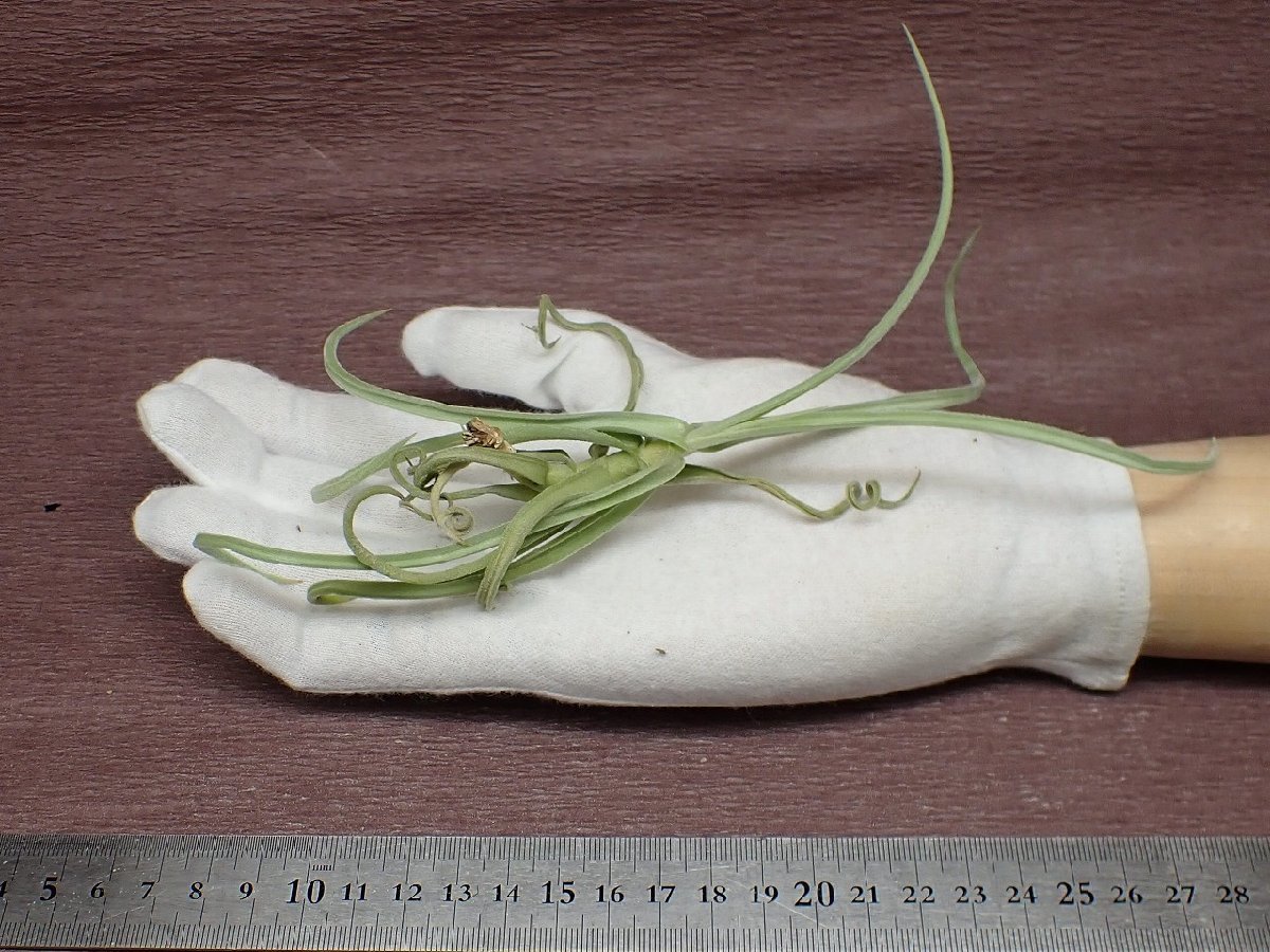 Tillandsia duratii v.saxatilis チランジア・ドゥラティ サクサティリス■エアプランツRF★第四種送料別途★税別1円～!!_画像1