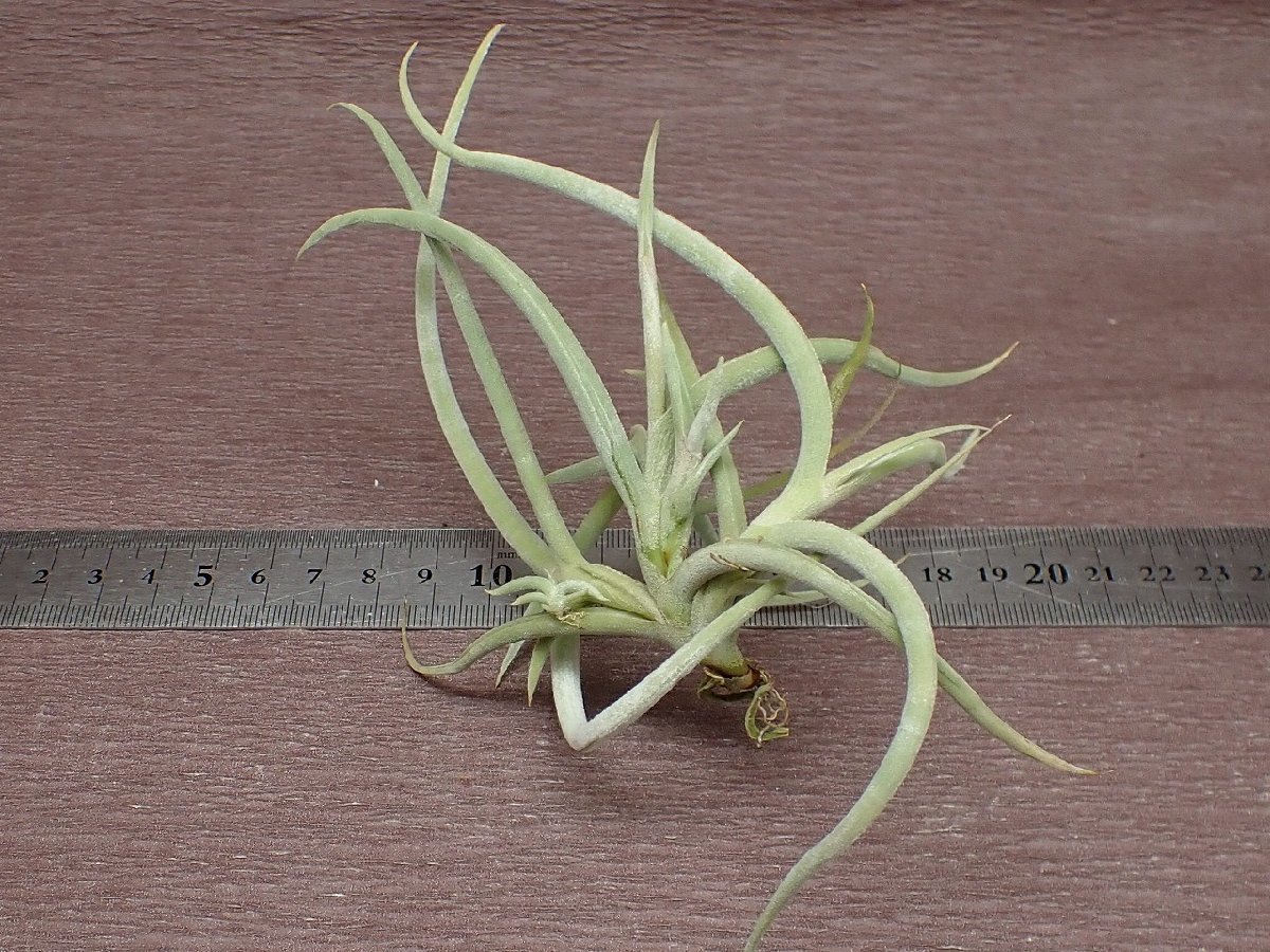 Tillandsia myosura giant form チランジア・ミオスラ ジャイアントフォーム★エアプランツPR★第四種送料別途★税別1円～!!_画像2