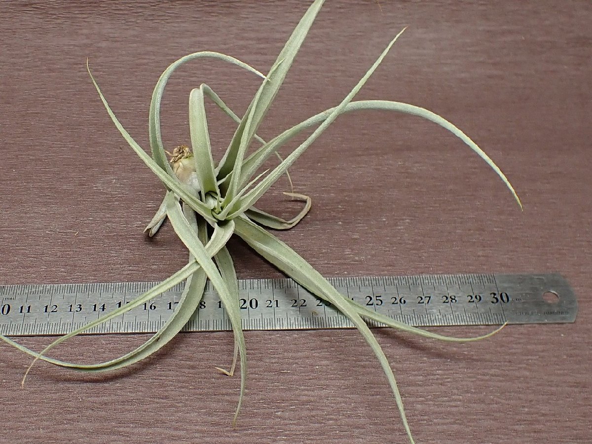 Tillandsia elizabethae チランジア・エリザベシアエ●エアプランツPR★第四種送料別途★税別1円～!!_画像3