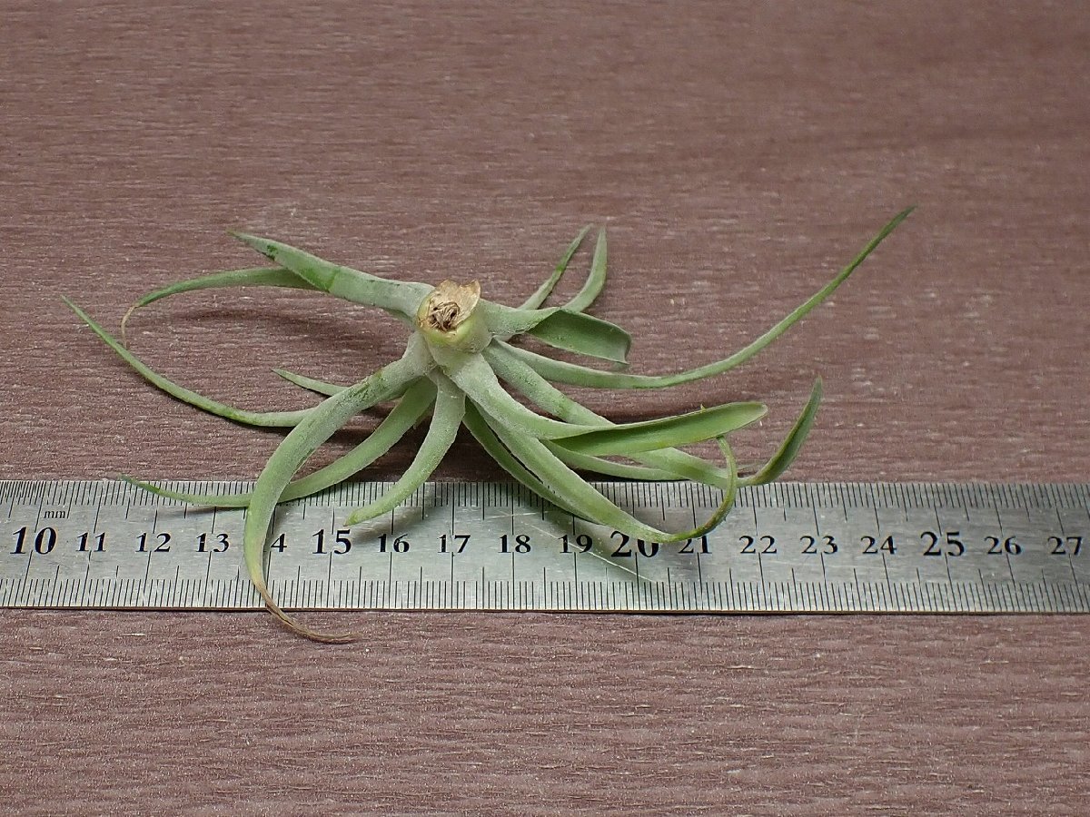 Tillandsia velutina チランジア・ベルティナ★エアプランツCO★第四種送料別途★税別1円～!!_画像2