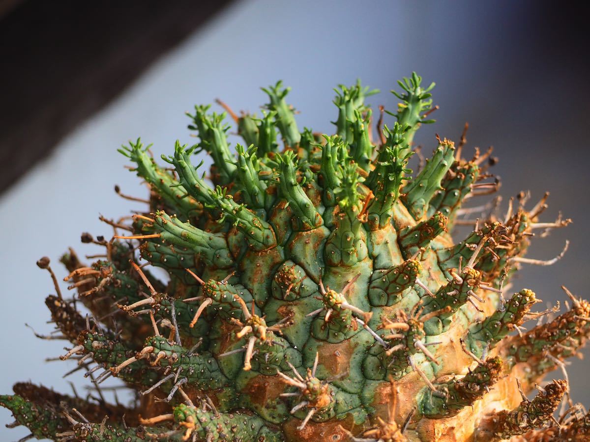 Euphorbia ユーフォルビア デセプタ 発根済み item details Euphorbia ユーフォルビア デセプタ 発根済み item details