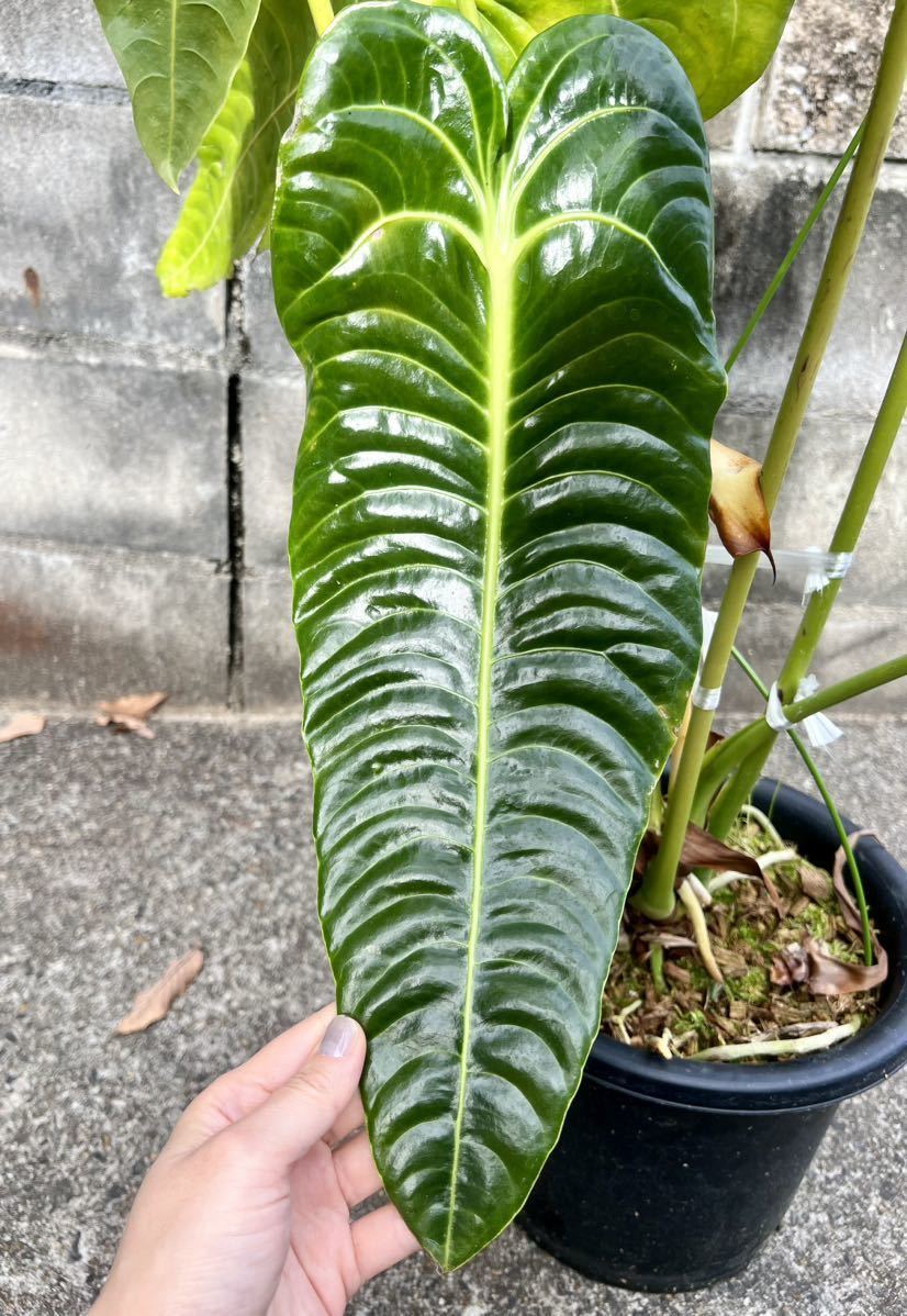 Yahoo!オークション - 【vandaka】特大株 Anthurium veitchii Yahoo!オークション - 【vandaka】特大株 Anthurium veitchii
