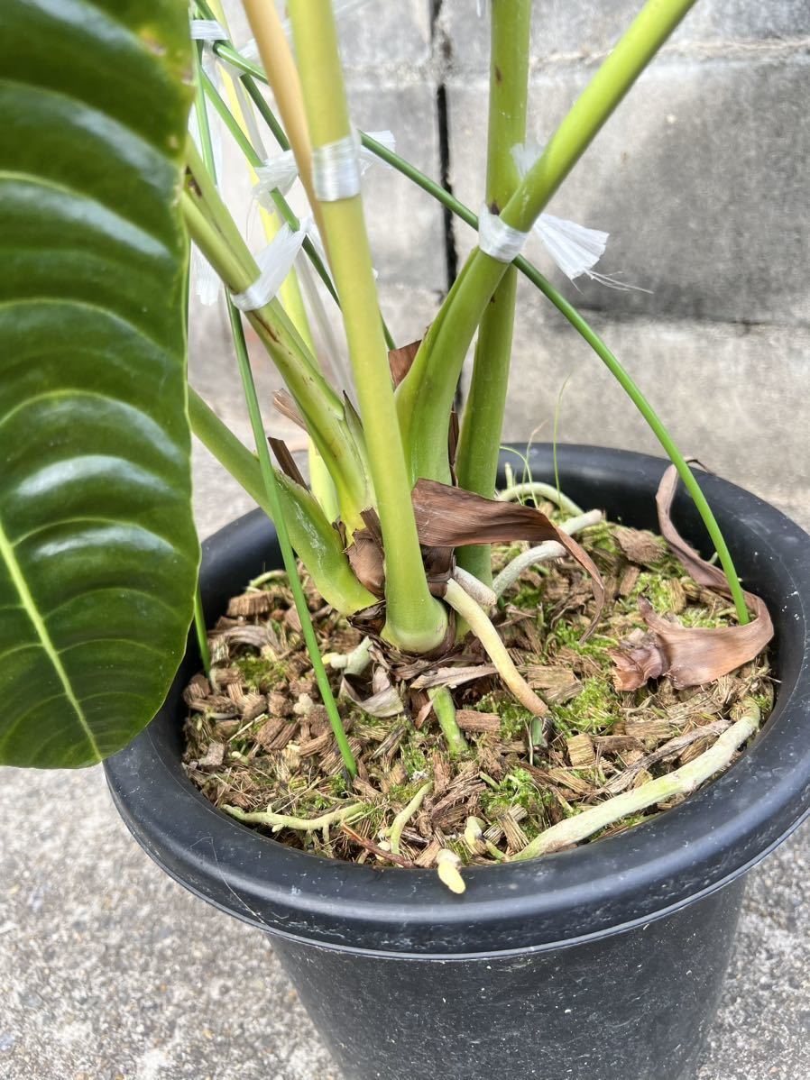 Yahoo!オークション - 【vandaka】特大株 Anthurium veitchii Yahoo!オークション - 【vandaka】特大株 Anthurium veitchii