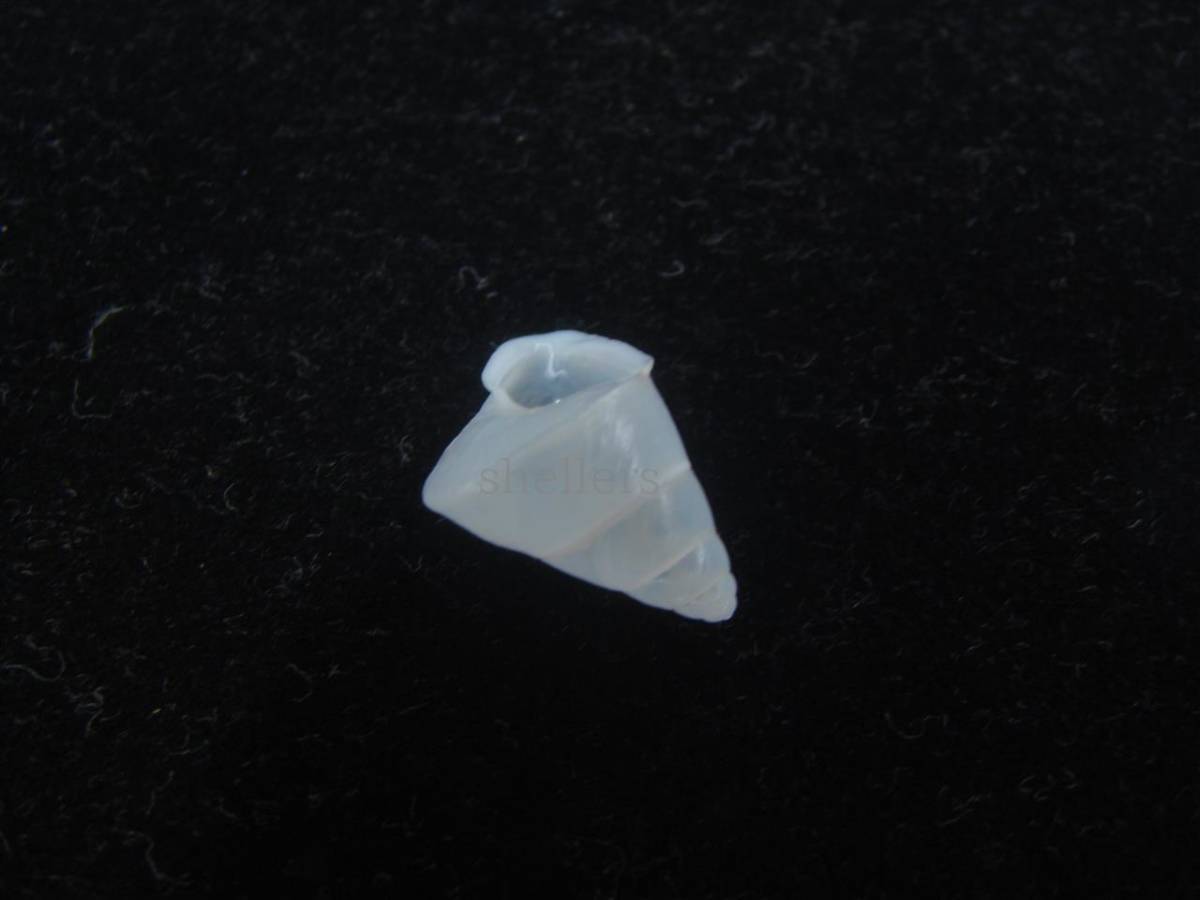 貝 標本 ベトナム産カタツムリ(Pseudopartula jomi n. sp.) 白色個体_画像3