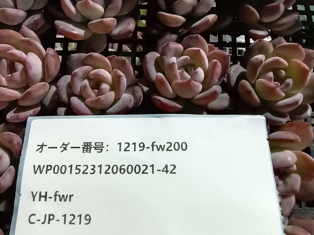 1219-fw200 ピンクスカート25個 ☆多肉植物　エケベリア　韓国_画像3