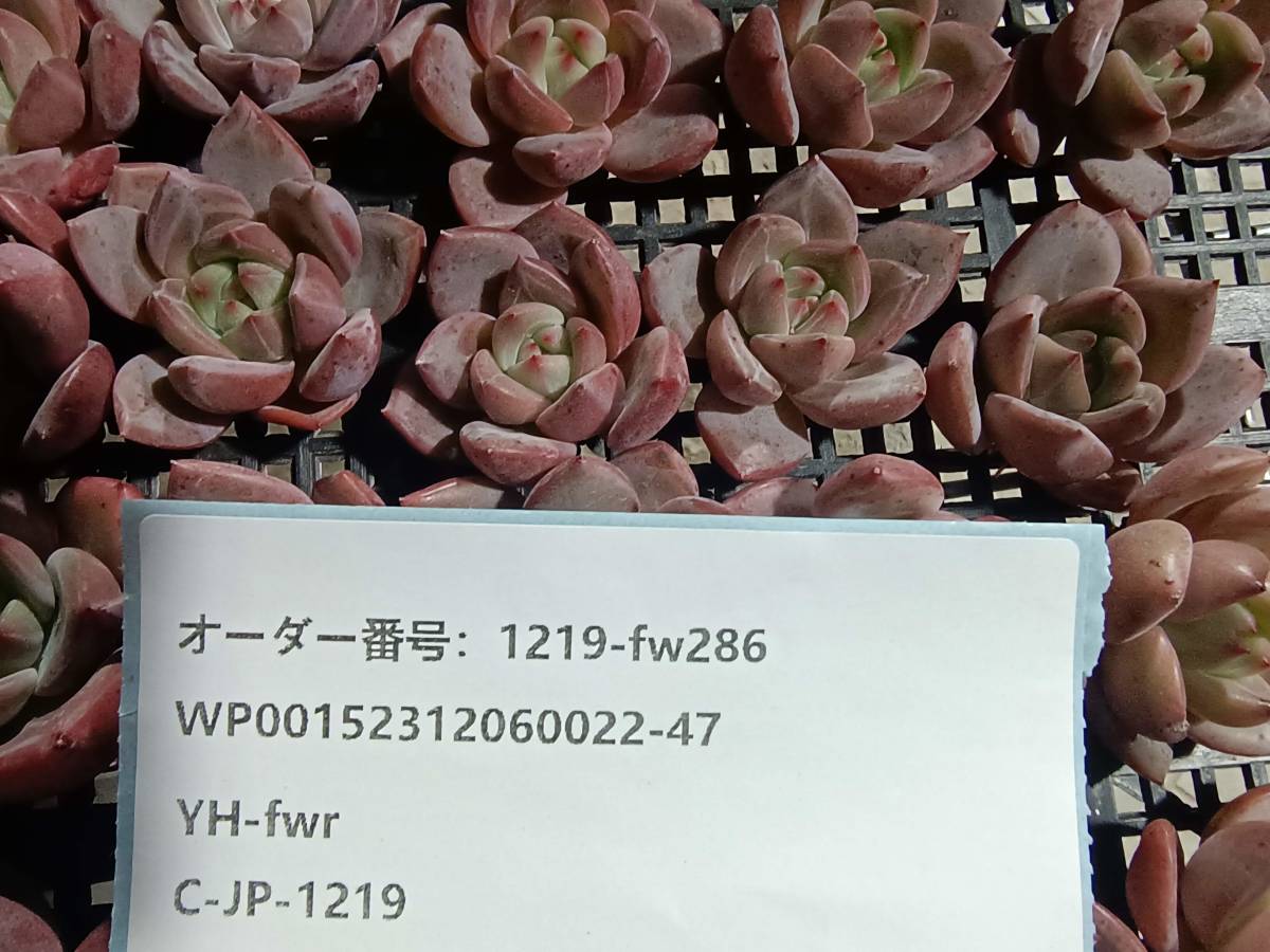1219-fw286 ピンクシャンペーン25個 ☆多肉植物　エケベリア　韓国_画像3