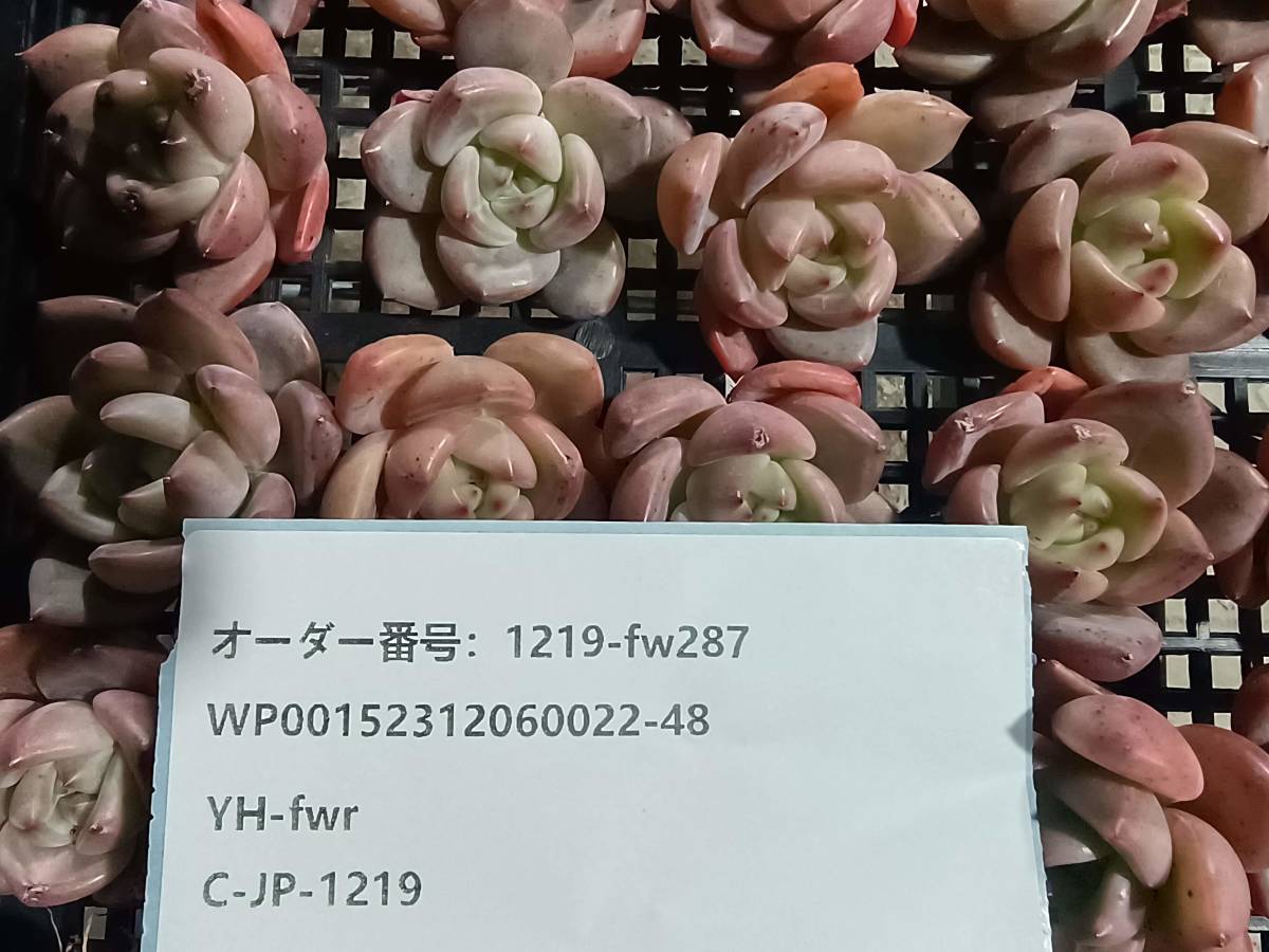 1219-fw287 ピンクシャンペーン30個 ☆多肉植物　エケベリア　韓国_画像3