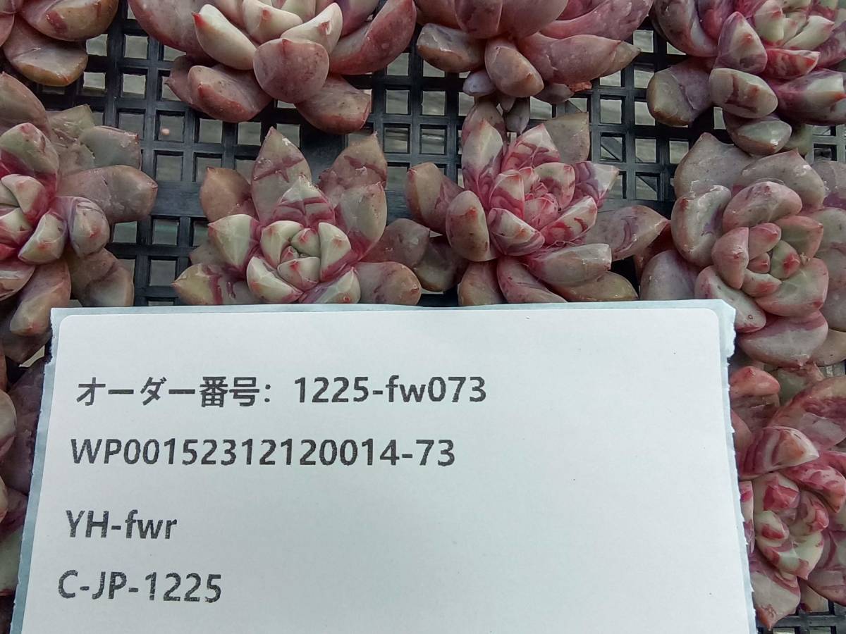 1225-fw073 ブラッドスワロー16個 ☆多肉植物　エケベリア　韓国　12/28発送_画像3
