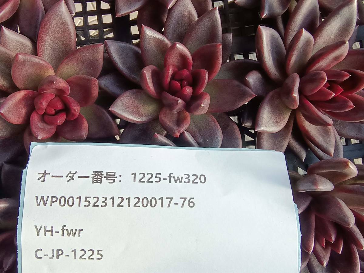 1225-fw320 パープルローズ16個 ☆多肉植物　エケベリア　韓国　12/28発送_画像3