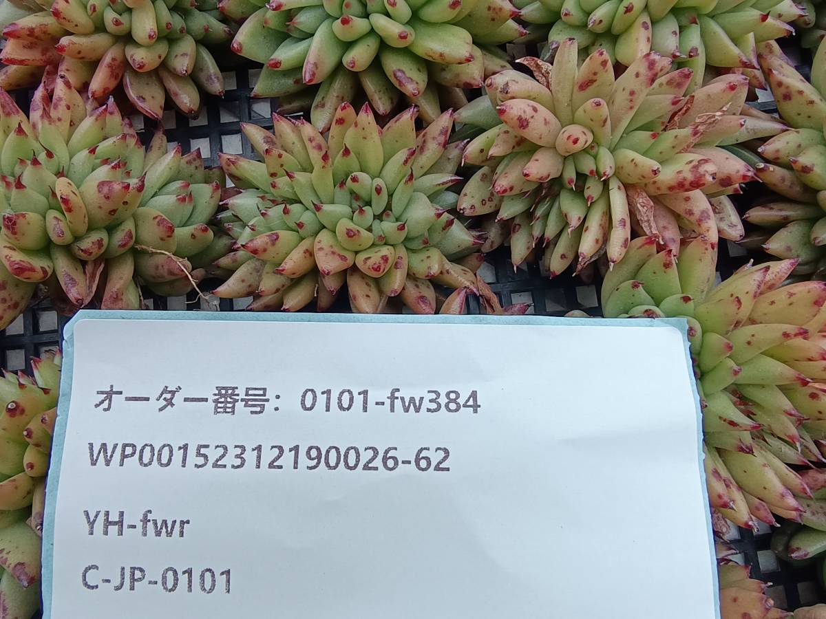 0101-fw384 エボニー 綴化30個 ☆多肉植物　エケベリア　韓国_画像3