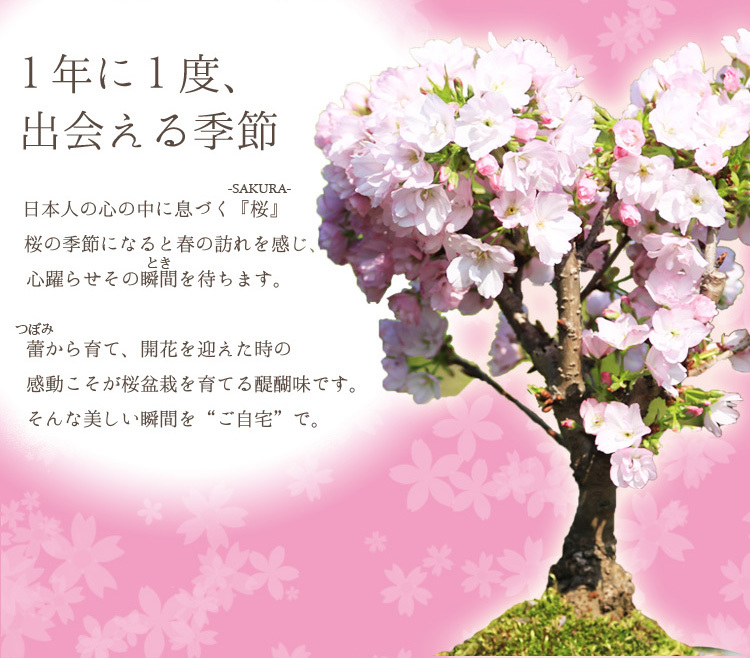 桜盆栽：八重桜(大）*＜国産青モッコ陶器鉢＞【2024年春開花】_画像4