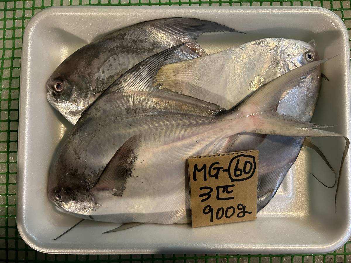 【和歌山産】 　マナカツオ　（3匹で900ｇ）　冷凍　刺身OK　MG-10_画像1