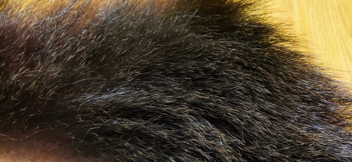 ●フライマテリアル●ヒグマの毛皮 端切れ（D18） 羆 熊 毛皮 / DIY　ハンドクラフト レザークラフト 毛鉤 毛針 フライ_画像4