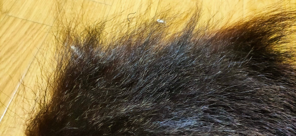 ●フライマテリアル●ヒグマの毛皮 端切れ（D18） 羆 熊 毛皮 / DIY　ハンドクラフト レザークラフト 毛鉤 毛針 フライ_画像5