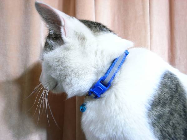 新品! 送料210円～ 猫 ねこ 小型犬 首輪 リング 反射シート 犬猫 ネックレス ベル 鈴　 ペットカラー 赤 レッド_サンプル画像