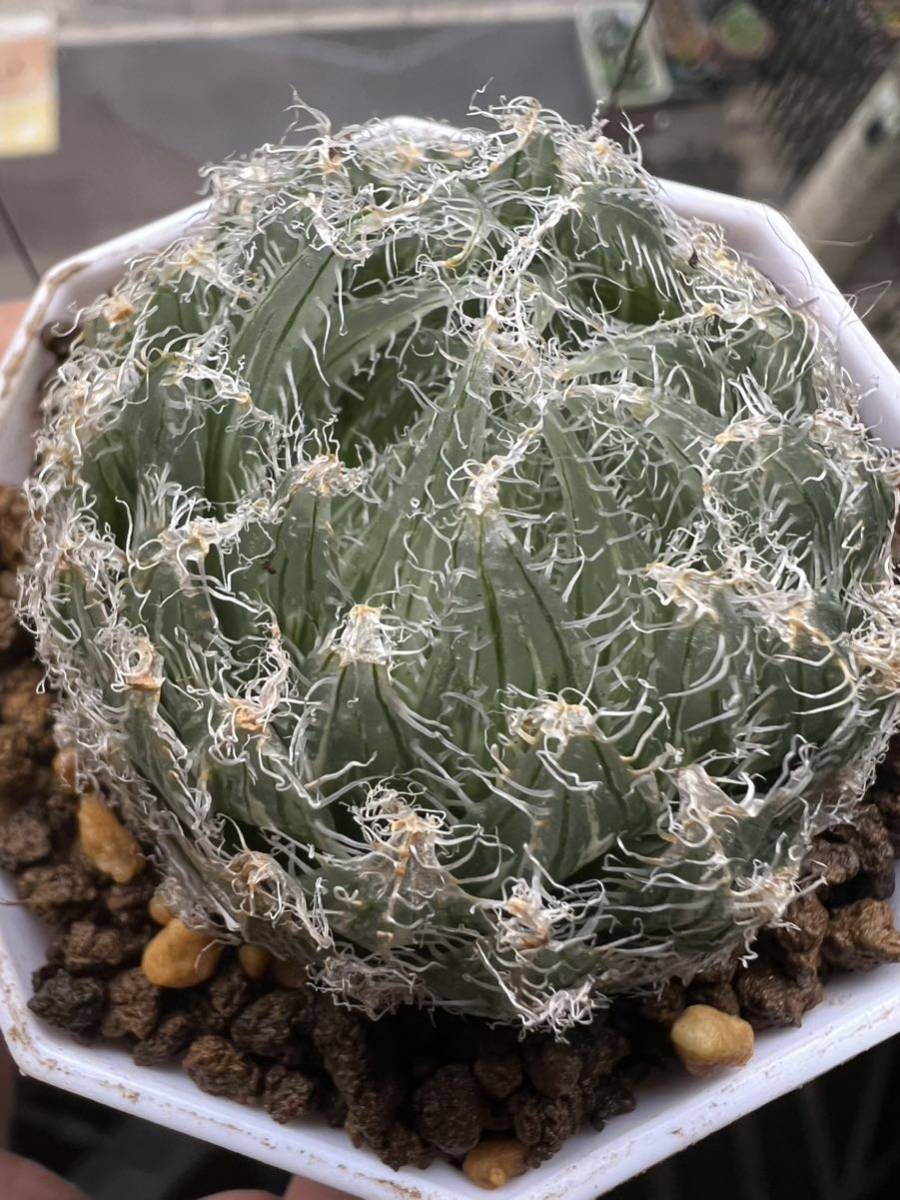 多肉植物 ハオルチア サボテン decipiens Haworthia _画像1