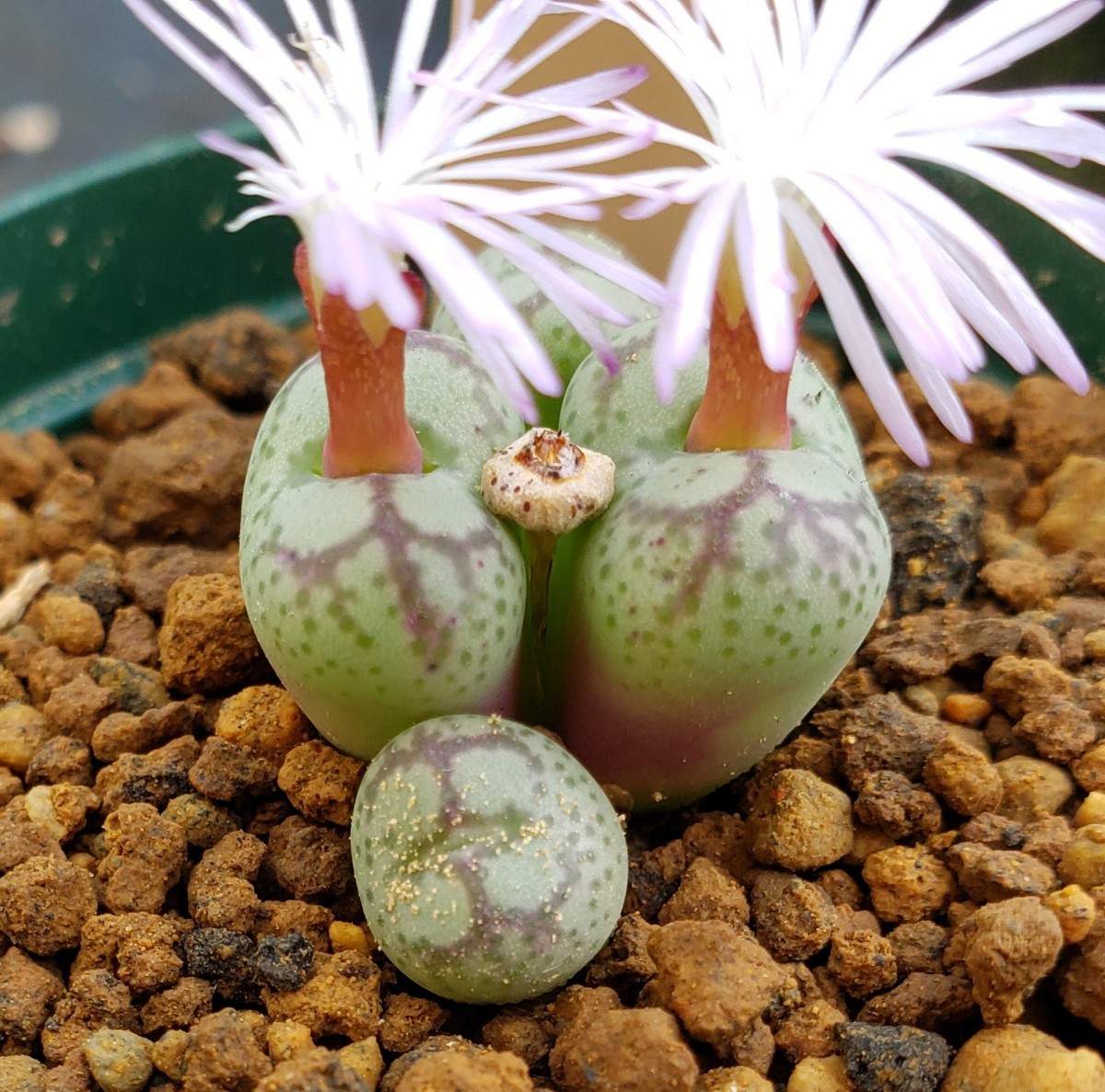 ♀八重垣姫 × ♂プラキツム (Conophytum ficiforme ”placitum” S.H. コノフィツム フィシフォルメ フィキフォルメ プラキツム ハマー)_画像3