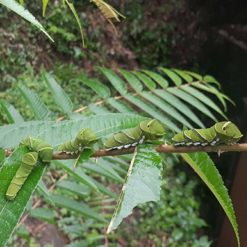 アゲハ幼虫の餌 天然 カラスザンショウ 幼木 若木 枝付き葉っぱ