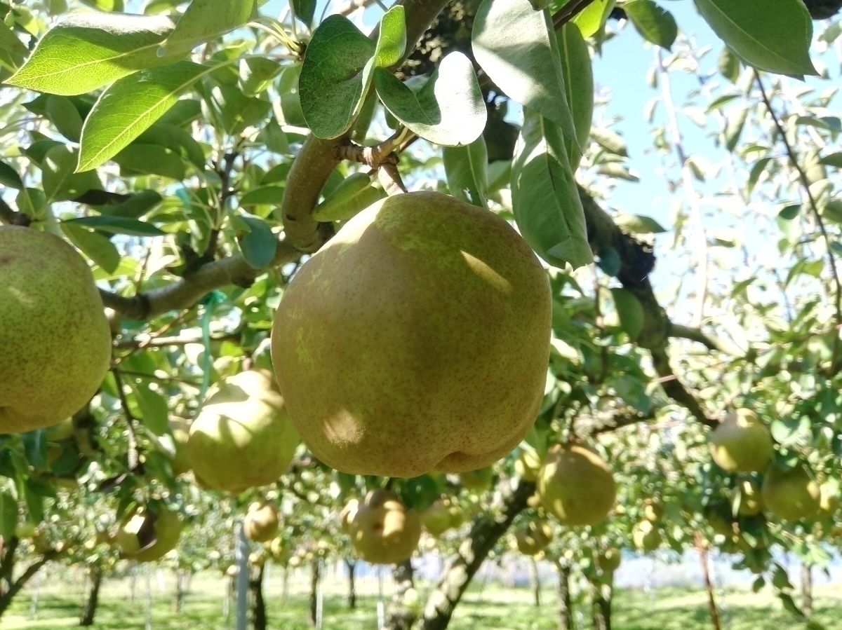 限定3箱 山形県上山産 即決送料込ワケあり 西洋梨ラ・フランスL玉約5キロ前後、約24玉前後 送料無料 ラフランス自家用山形県産 農家直送便1_画像4