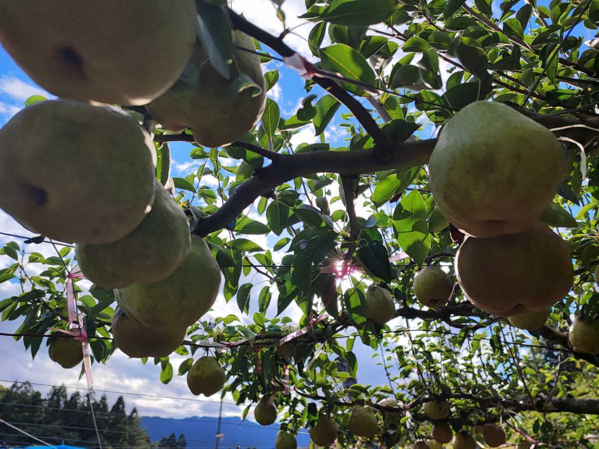 限定6箱 山形県上山産 即決送料込ワケあり 西洋梨ラ・フランス2L玉約5キロ前後、約22玉前後 送料無料 ラフランス自家用山形県産 農家直送便_画像7