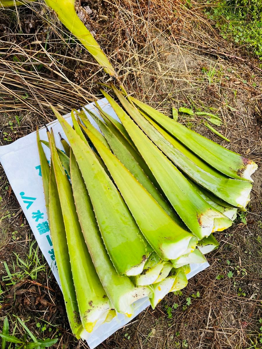 （規格外品）アロエ生葉20枚〔鹿児島県産アロエベラ）