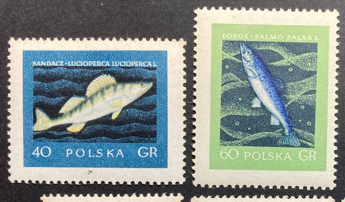 ポーランド 1958年発行 魚 切手 未使用 NH_画像2