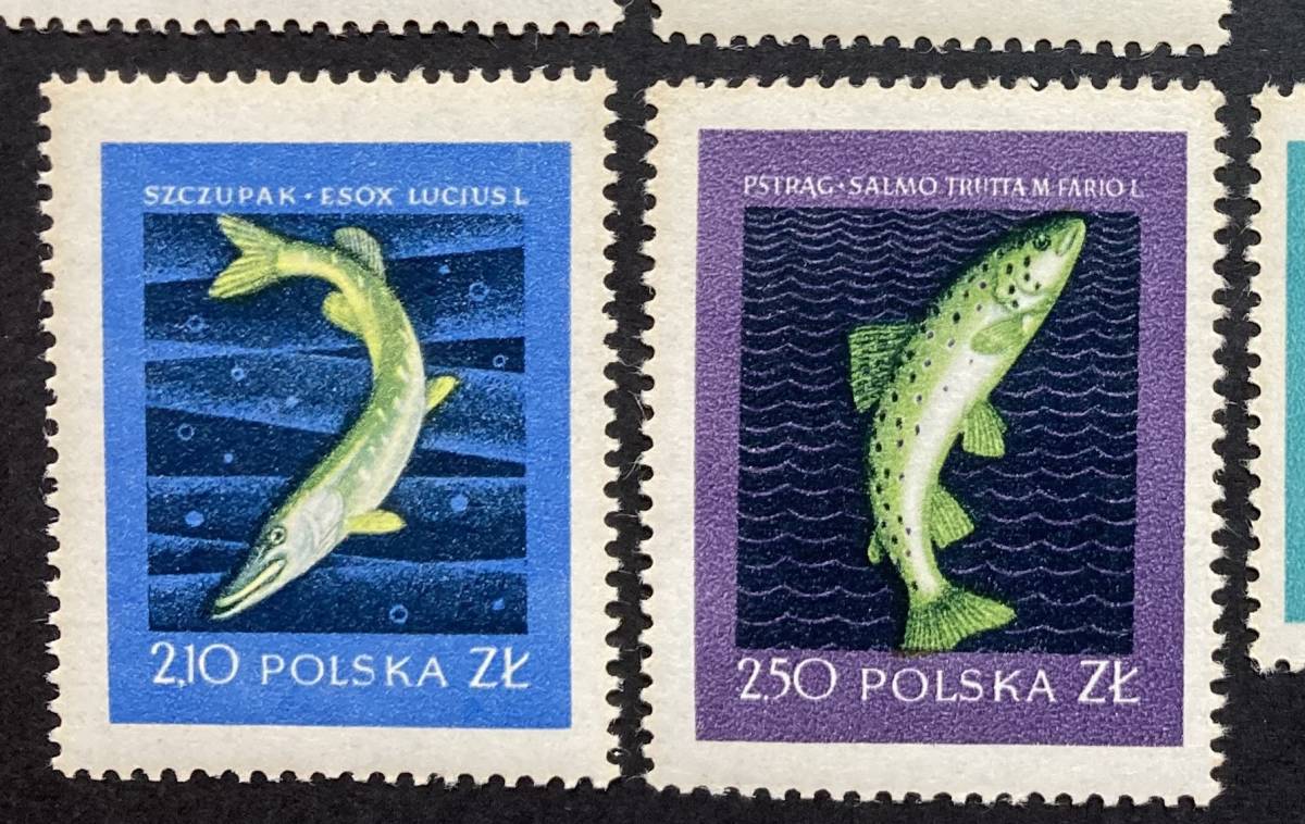 ポーランド 1958年発行 魚 切手 未使用 NH_画像3