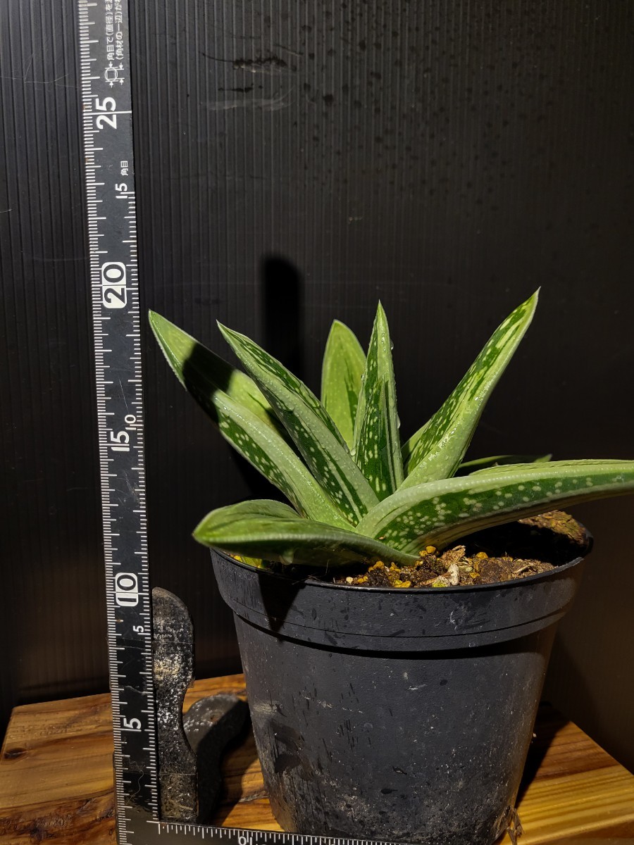 Aloe rauhii 'Super Snow Whight'　スーパースノーホワイト　ビッグサイズ　サボテン サンスベリア アロエ Aloe_画像5