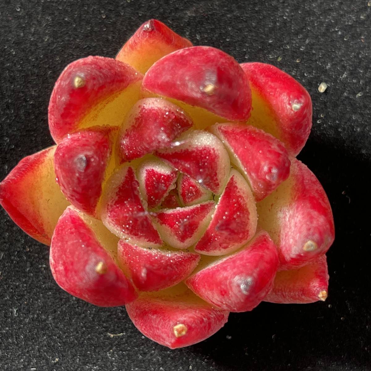 32株 C115-1多肉植物 エケベリア　　　紅舞　超美苗 サボテン 観葉植物 花 園芸　レア種_画像1