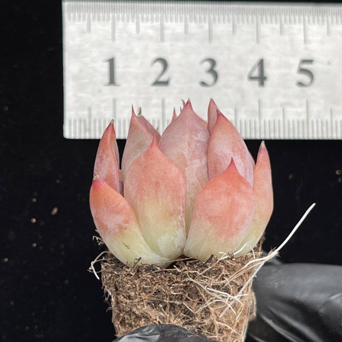 128株 C278-2多肉植物 エケベリア こぶ白鳥 超美苗 サボテン 観葉植物 花 園芸　レア種 土と鉢付きで_画像3