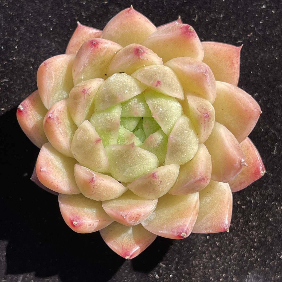 13株　C1-1多肉植物 エケベリア星月泡 超美苗 サボテン 観葉植物 花 園芸　レア種_画像4