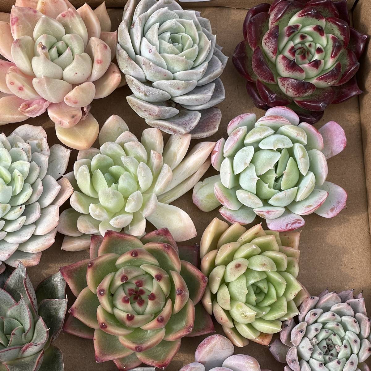 40株　G15+G16多肉植物 エケベリア属　Echeveria DC 　ベンケイソウ科　交雑種類　超美苗 サボテン 観葉植物 花 園芸　レア種 40株セット_画像4