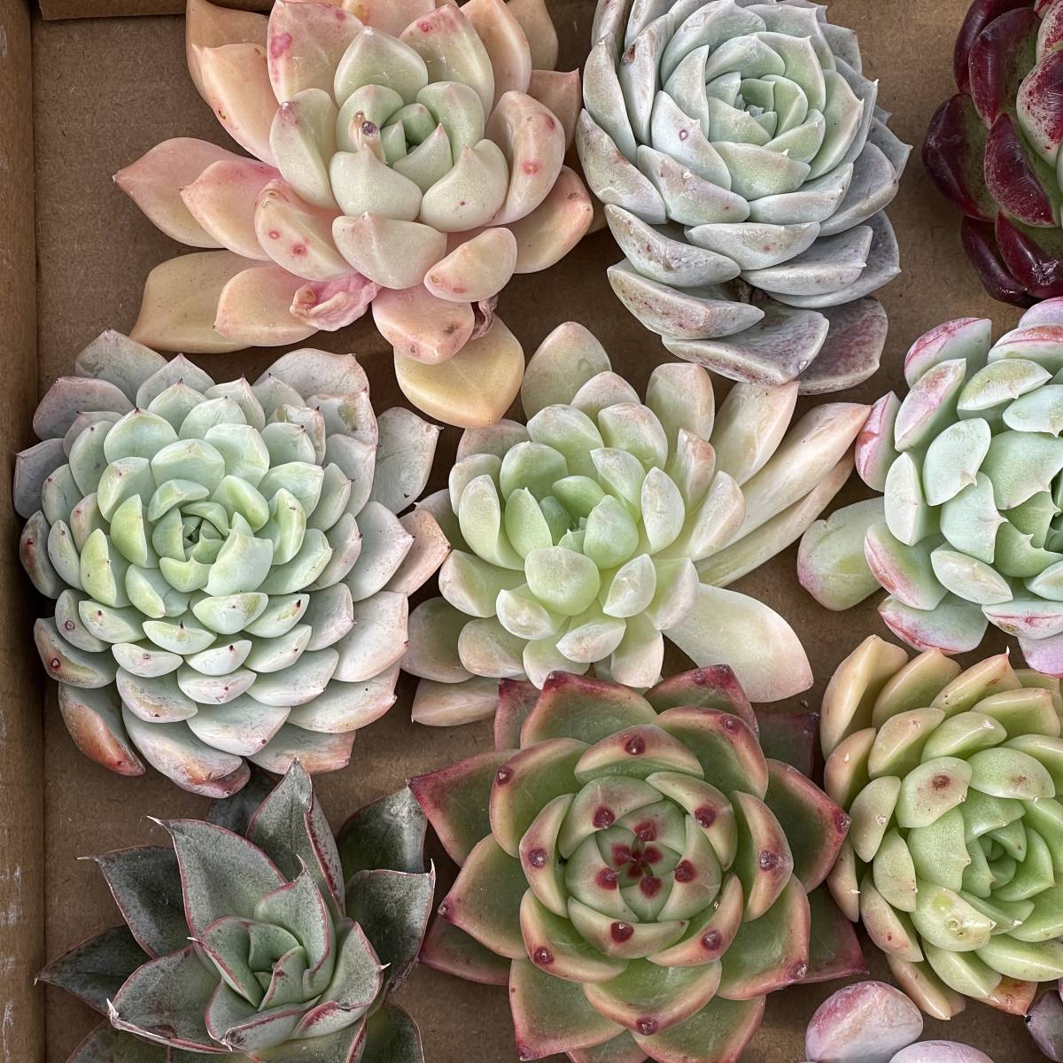 40株　G15+G16多肉植物 エケベリア属　Echeveria DC 　ベンケイソウ科　交雑種類　超美苗 サボテン 観葉植物 花 園芸　レア種 40株セット_画像6