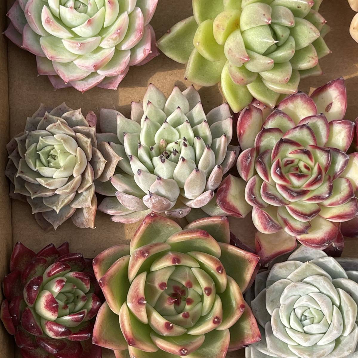 40株　G15+G16多肉植物 エケベリア属　Echeveria DC 　ベンケイソウ科　交雑種類　超美苗 サボテン 観葉植物 花 園芸　レア種 40株セット_画像8