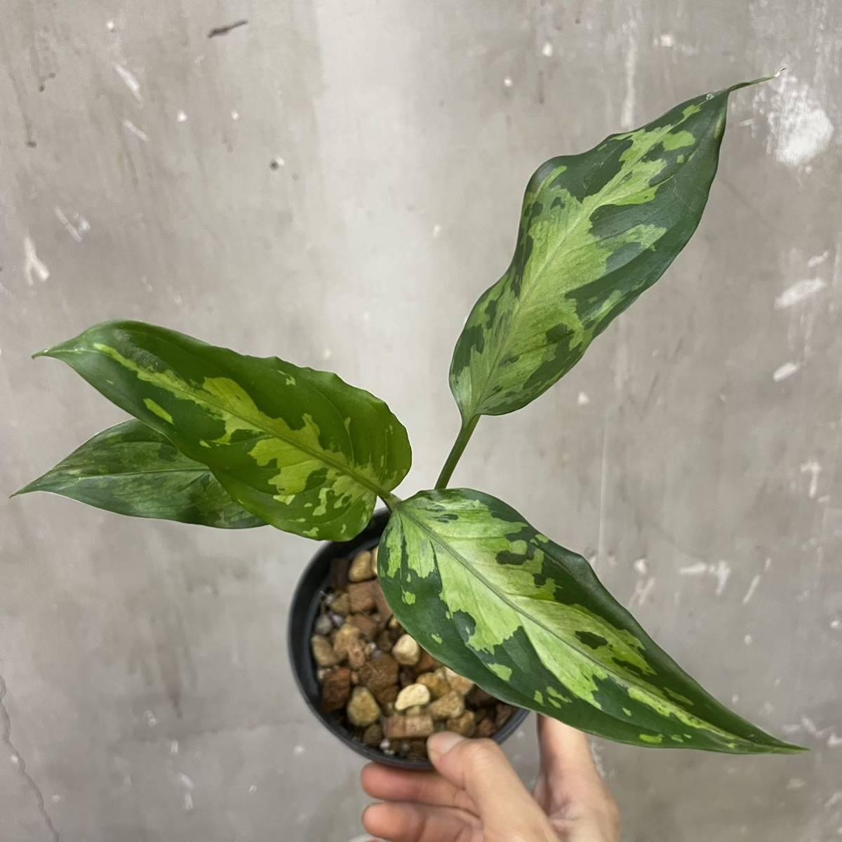 ［Pof］Aglaonema pictum Tricolor from Sumatera Barat アグラオネマ・ピクタム ・トリカラー(西スマトラ) ①_画像1