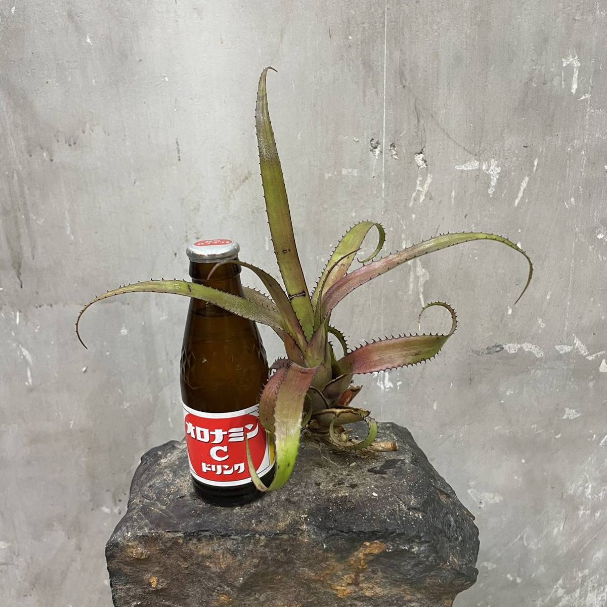 ［Pof］Hylaeaicum Brown Recluse ヒラエアイカム・ブラウンレキュース (was Neoregelia ネオレゲリア)_画像7