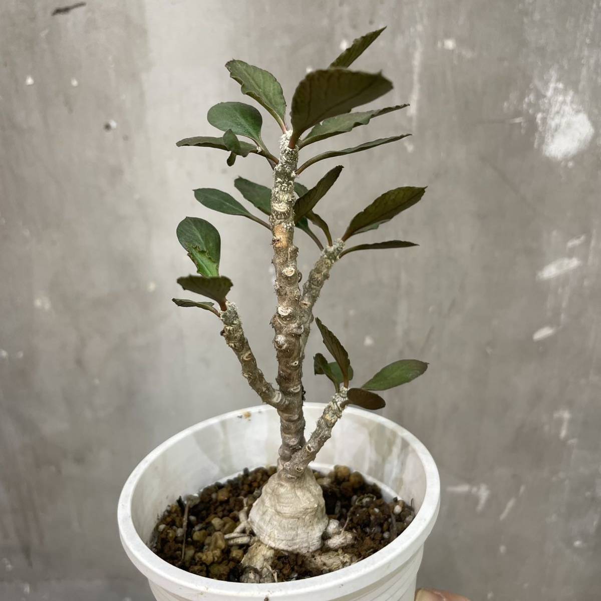 ［Pof］ Euphorbia ambovombensis ユーフォルビア・アンボボンベンシス_画像5