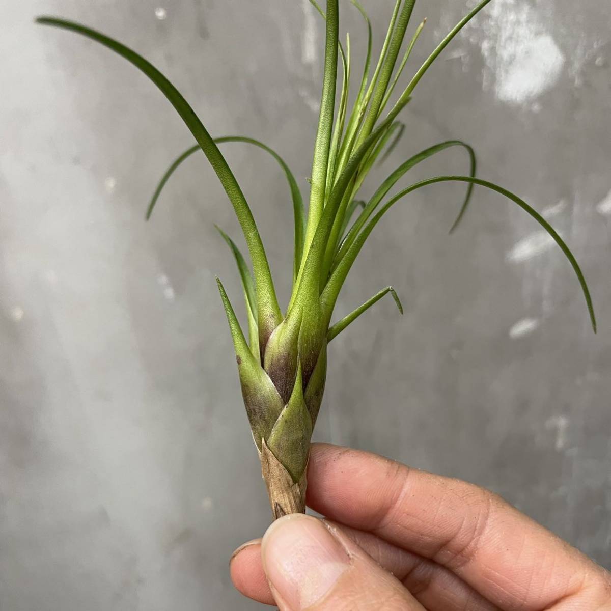 ［Pof］Vriesea correia-araujoi フリーセア・コレイアアラウジョイ_画像5