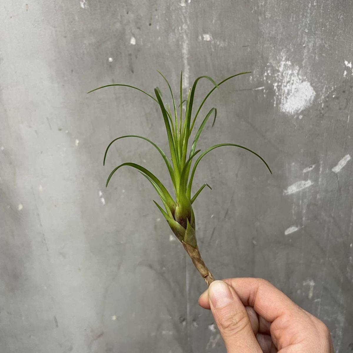 ［Pof］Vriesea correia-araujoi フリーセア・コレイアアラウジョイ_画像1