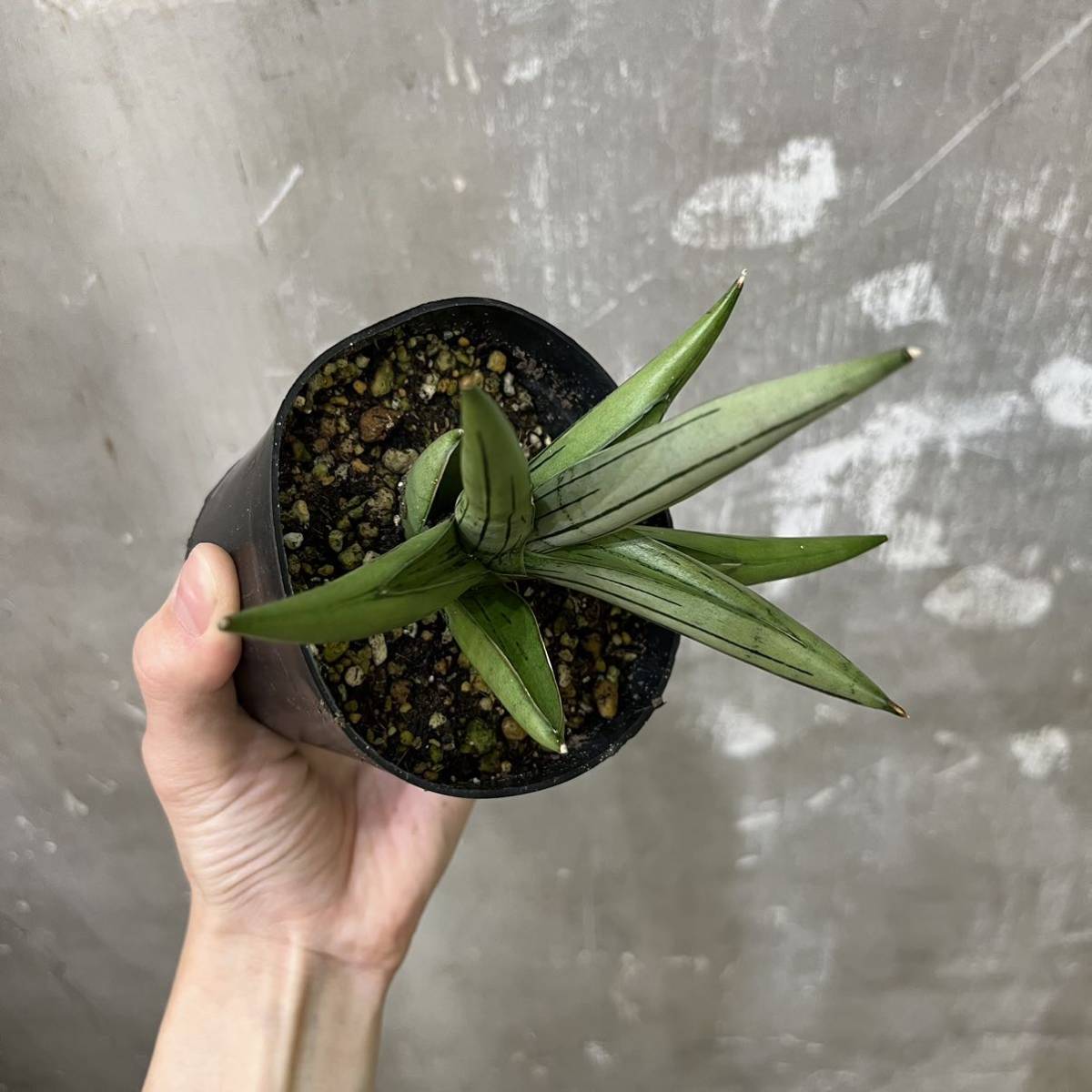 ［Pof］Sansevieria Iceman サンセベリア・アイスマン_画像5